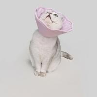 Círculo antilamer ajustable para gatos, protector antideslizante, cono de cuello de gatito, ligero y cómodo Collar de cono para mascotas para curar heridas - details 2