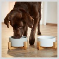 comedero gato elevado, perros accesorios, comederos para perros, perro salchicha, cuenco perro