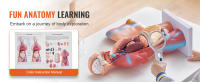 SucceBuy Modelo de cuerpo humano de 18 pulgadas, torso anatómico de 23 partes con órganos extraíbles, herramienta de enseñanza educativa unisex para aprendizaje y exhibición de ciencias - details 1