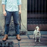 Correa cuero auténtico perro, entrenamiento mascotas, de cincha perros pequeños gatos, correa y Collar antideslizantes sin tirón - details 1