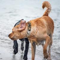 Collar táctico duradero para perros Conjunto de correa ajustable para mascotas, accesorios de entrenamiento para perros medianos y grandes, pastor alemán - details 20