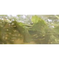 SKIN1004's signature ingredient Madagascar Centella Asiatica Extract