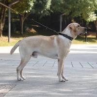 Juego de Collar y correa para perro con pinchos, Collar de perro de cuero con remaches, Collar ajustable para caminar al aire libre - details 5