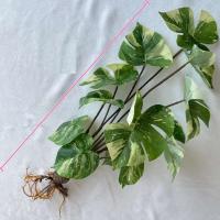 Boda falsa glicina plantas simuladas impresas en 3D, espalda de tortuga de plástico, hojas de manzana verde de bambú, decoración del hogar - details 25