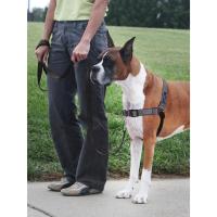 PetSafe Lujo para Perros Arnés Deluxe Easy Walk, pequeño, Gris Acero, Nailon, Pequeño (Paquete de 1) - details 1