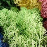 20g DIY sala de estar adornos para el hogar plantas verdes Mini paisaje decoración de jardín musgo eterno plantas artificiales - details 2