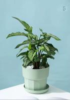 Maceta de plástico para interiores, maceta para plantas jugosas - details 9