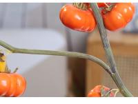 Nuevo adorno de espuma de rama de calabaza Artificial Multicolor, accesorios para fotos de fruta de imitación, regalo de rama de calabaza de simulación - details 5
