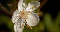 Prunus mume flower water, skin care ingredient