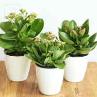 Macetas de flores de resina, autorriego automático para oficina, jardín, suministro de plantas, cesta - details 5