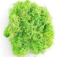 Plantas verdes artificiales, hierba de musgo, mini campo, manualidades DIY, hierba inmortal falsa para decoración de jardín, hogar y hotel, - details 14