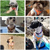 Conjunto de arnés y correa reflectante para perro y gato, chaleco ajustable para caminar al aire libre, perros pequeños y medianos - details 12