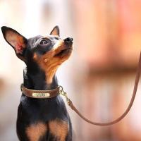 Juego Collar correa perro PU, collares cuero liso, suaves duraderos, de 5 pies, ustables para perros pequeños y medianos - details 14