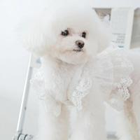 Vestido de Manga Fresco para Perros de Verano Ropa de Mascota de Encaje para Cachorros y Bichon Yorkie Suministros para Mascotas Sudaderas - details 11
