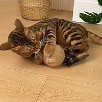 Pelota para rascar gatos con cuerda de papel grande, juguete interactivo para morder, juguetes para masticar, rascador divertido para gatos, suministros para mascotas - details 6