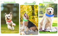 Collar Luminoso Perros