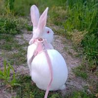 Conjunto de Arneses y Correa para Conejo Accesorios de Mascotas al Aire Libre - details 6