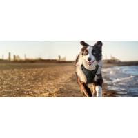 Arnes Perro Antitirones-Material Oxford Resistente