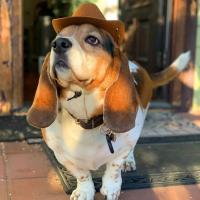 Sombrero de Cowboy de Alta Calidad Ajustable Interior, Cómodo para Mascotas - details 6
