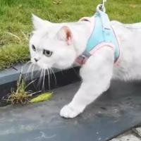 Correa reflectante para el pecho para mascotas, chaleco con arnés para gato transpirable antiescape, cuerda de tracción ajustable sin tirones para perros, animales pequeños - details 10
