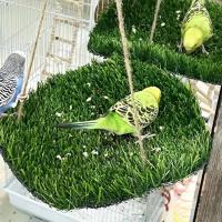 Colchoneta de hierba Artificial para columpio de pájaros, cama de dormir Natural para hámster con forma redonda/cuadrada con ganchos, estera colgante para buscar comida, juguetes para animales pequeños - details 3