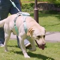 Arnés reflectante para perro, chaleco ajustable, correa de pecho para perro antidesprendimiento, transpirable con mochila, conjunto de arnés y correa para perro al aire libre - details 4