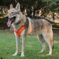 Arnés de cuello traqueal para mascotas a prueba de explosiones - details 3