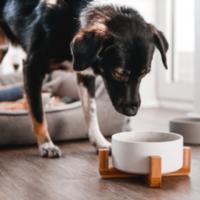 Tazones para gatos Tazones para perros Cerámica Tazones de bambú Tazones para agua Tazón para beber