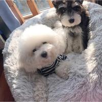 Súper cama cálida para gatos, nido de felpa suave y larga, cojín de cesta para perros, esterilla para dormir - details 8
