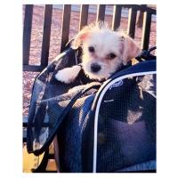 Morpilot Transportin Gatos Perros con Ruedas y Barra Telescópica Bolsa de Transporte de Viaje para Gatos Perro Carro Plegable con Cuenco y Ruedas Extraíbles - details 2