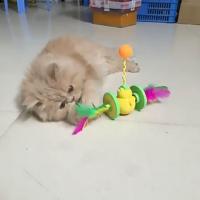 Juguete creativo y atractivo para gatos, juguete único y divertido para morder, pelota de plástico con plumas, pelota interactiva para gatitos - details 1