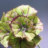 Hermosa flor Artificial de Scabiosa, tacto Real, elegante simulación de rama de Pristimera, flor falsa hecha a mano para sala de estar y escritorio - details 0