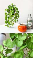 Mechones artificiales suaves, hojas de árboles tropicales de plantas verdes, hojas de hierba de la suerte para bonsái doméstico, nuevo - details 6