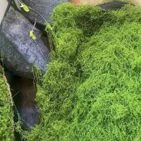 Césped de musgo de seda simulada, musgo artificial falso, diseño de paisaje de musgo de lana simulada, césped, bonsái, planta en maceta, pavimento - details 1