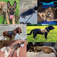 Correa Táctica Grande para Perros Equipo de Entrenamiento para Mascotas Militares para Caminar y Senderismo Seguro y Táctico - details 9