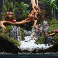 Decoración de Árbol de Tronco Natural Adorno de Acuario de Peces y Reptiles - details 4