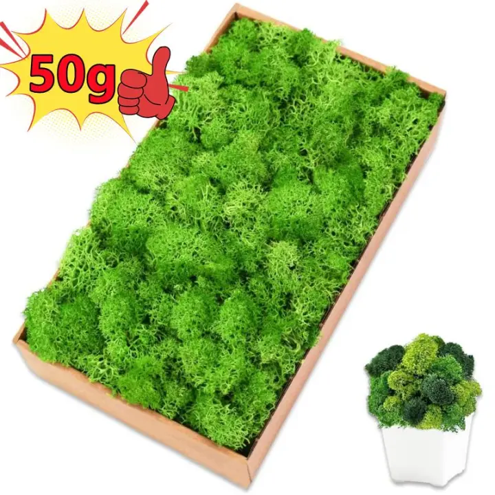 Plantas verdes artificiales de vida eterna, hierba de musgo, decoración de jardín de casa, Mini paisaje, flor falsa, regalos de manualidades DIY, 50g, nuevo - 1
