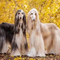 Petuxe Champú Vegano para Mascotas sin Sal de Mandarina. Para Manos Irritadas. Perros y Gatos. Todas las Razas. Uso Profesional para Peluquero Canino - 5000 - details 1