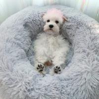 Colchón de Nido de Gato Suave y Desgastado Cama de Mascota Lavable en Máquina - details 4