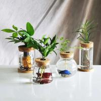Mini ETA hidropónica de vidrio transparente, jarrones para plantas sin piso, cristalería vintage para salas de estar, hogares, oficinas, mesas, - details 3