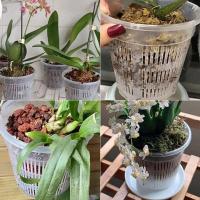 Macetas de orquídeas de plástico transparente para flores, lavabo transpirable, macetas de orquídeas, Control de raíces, maceta de escritorio transparente - details 2