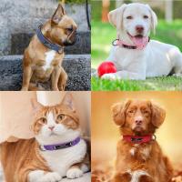 perro personalizado cuero PU, Collar de cachorro personalizado, collares mascotas grabados gratis para perros pequeños, medianos - details 3