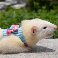 Correa para Mascotas Pequeñas Traje de arnés con lazo para Hamster, Conejo, Chinchilla, Rátamo - details 2