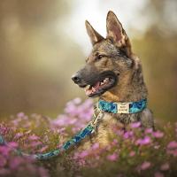 Conjunto Collar perro personalizado, collares nailon perro, correa caminar con estampado Floral mascotas, etiqueta de - details 13