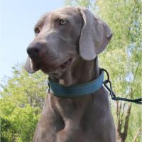 Collar de perro reflectante con correas elásticas, Collar ajustable para mascotas de alta resistencia para perros medianos y grandes, resistente al desgaste - details 1