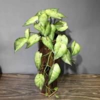 Planta artificial de 55 cm, utilizada para decoración de paredes, láminas de plástico, mini higos verdes, ramas de palma falsas, hogar, jardín y hotel - details 2