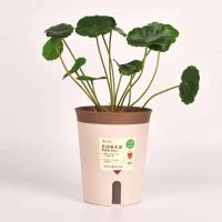 Planta jugosa absorbente hidropónica perezosa ETA, ETRO de plástico autoirrigable, decoración de salón y oficina - details 3