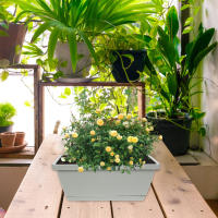 METRO rectangular de plástico flores verduras, ventanas CA con bandejas de té para uso interior y exterior, 4 piezas - details 0