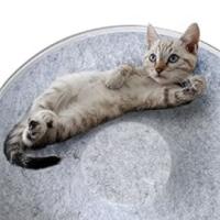 Túnel para gatos