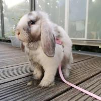 Correa Suave para Mascotas de Peluche Cuerda de Tirón Ajustable con Campana - details 0